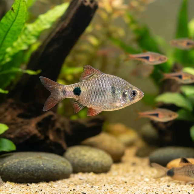 Black Ink Barb