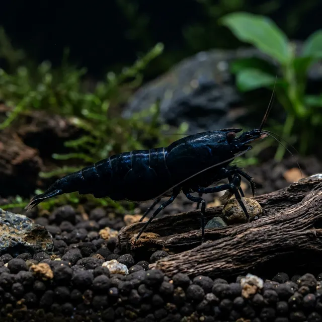 Black King Kong Shrimp