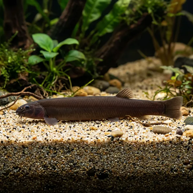 Black Kuhli Loach