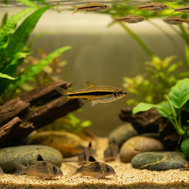 Black Line Rasbora