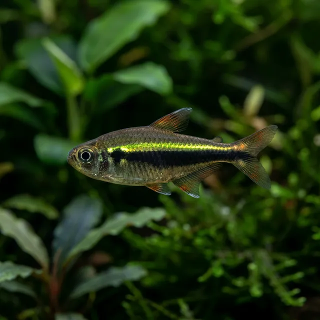 Black Neon Tetra