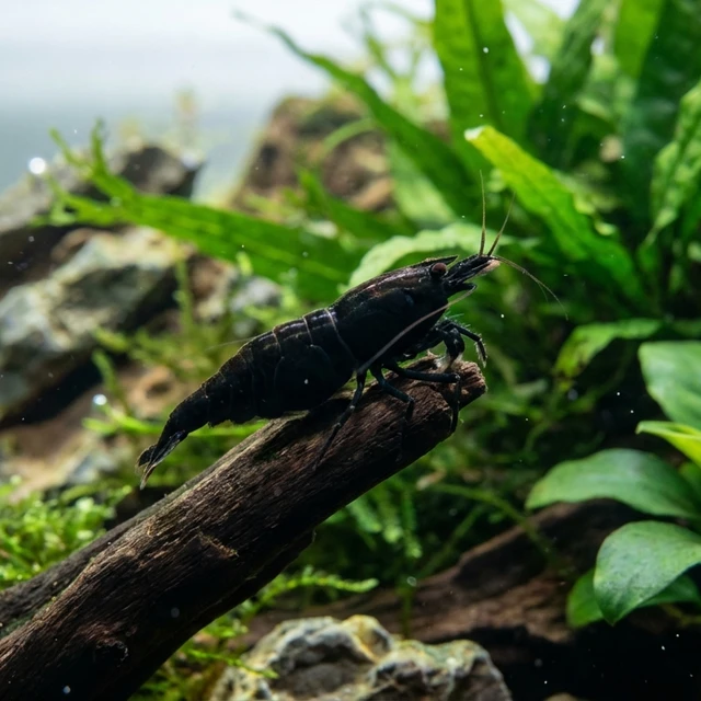 Black Rose Shrimp