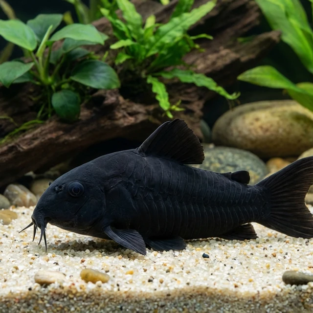 Black Venezuela Corydoras