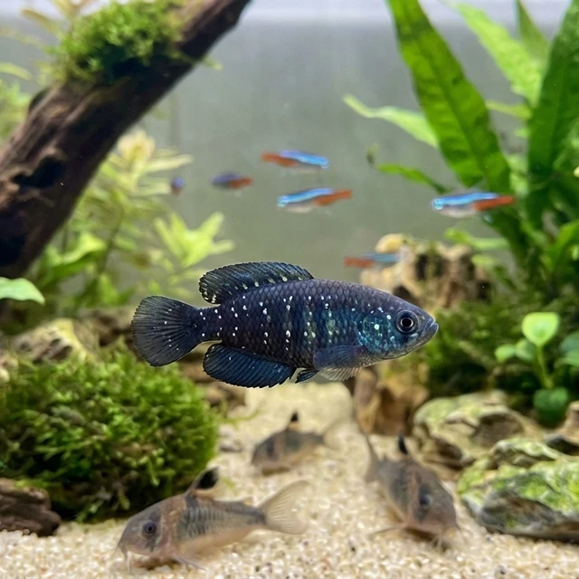 Blackfin Pearl Killifish
