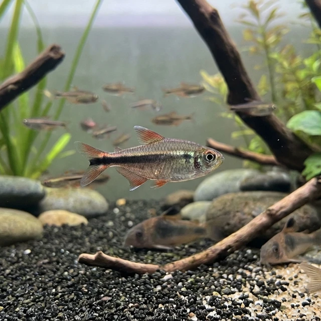 Blackline Tail Tetra