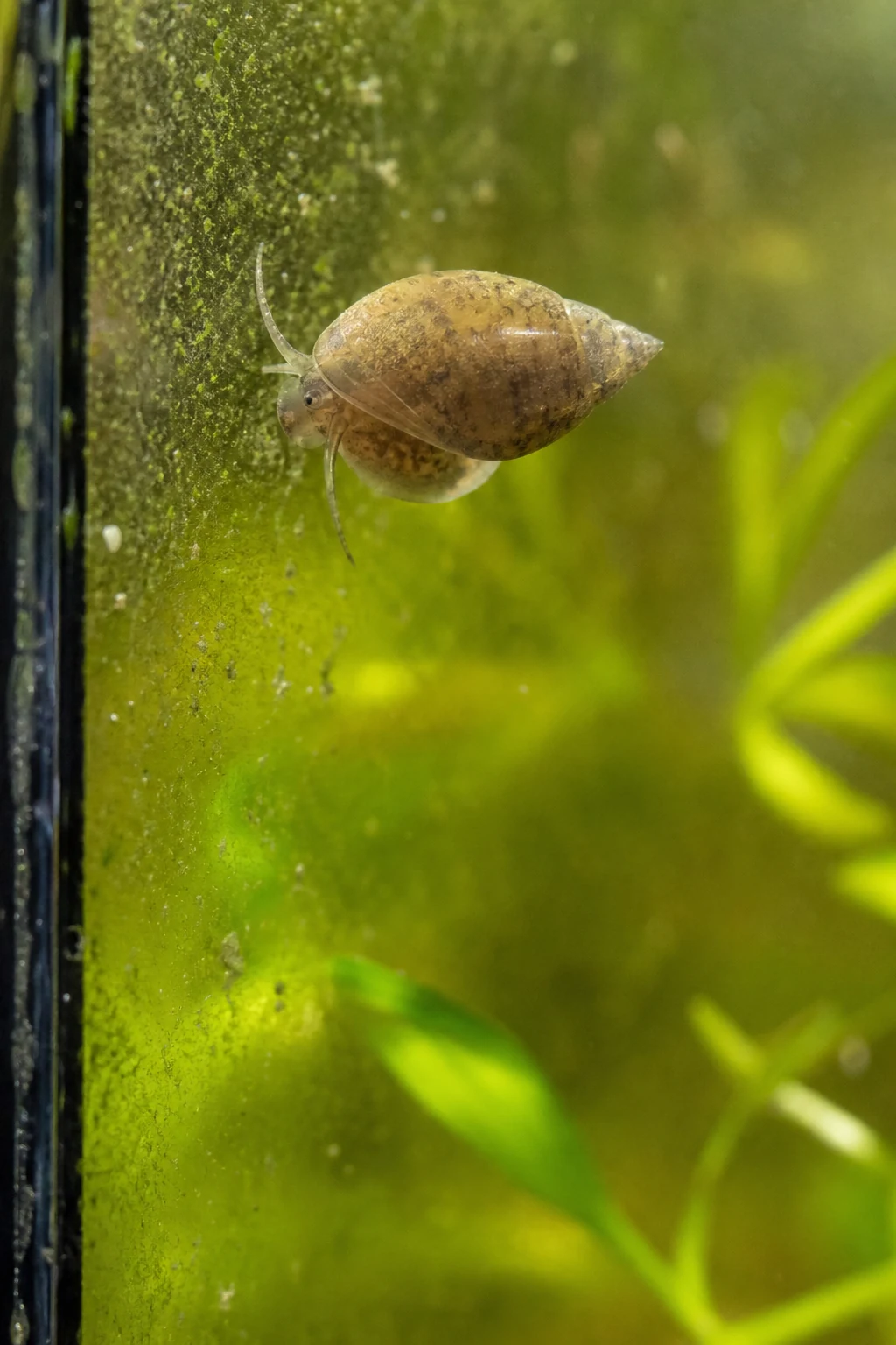 Bladder Snail