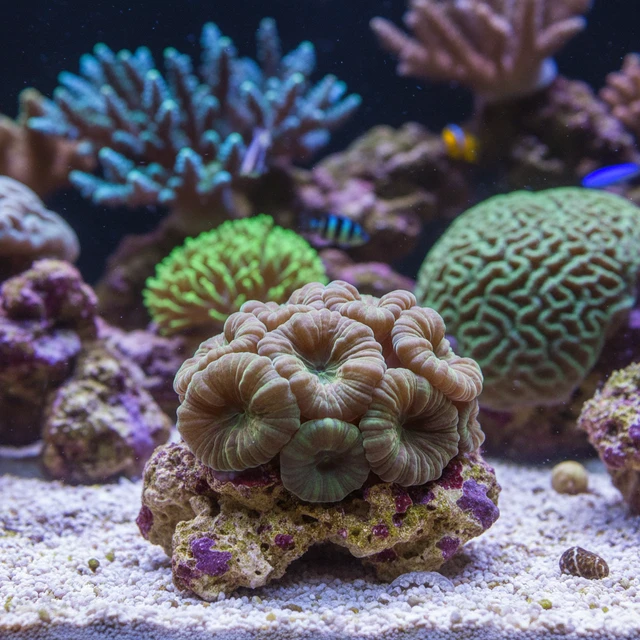 Blastomussa Coral