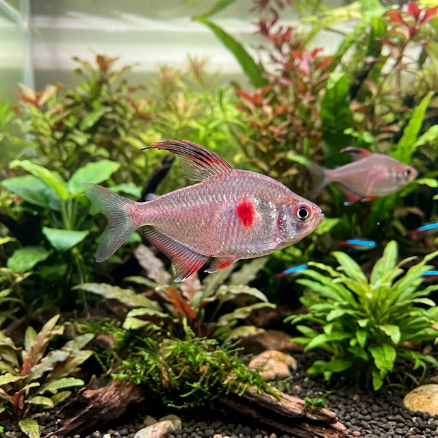 Bleeding Heart Tetra