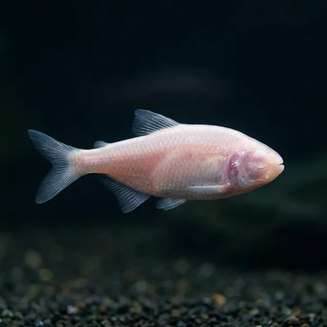 Blind Cave Tetra