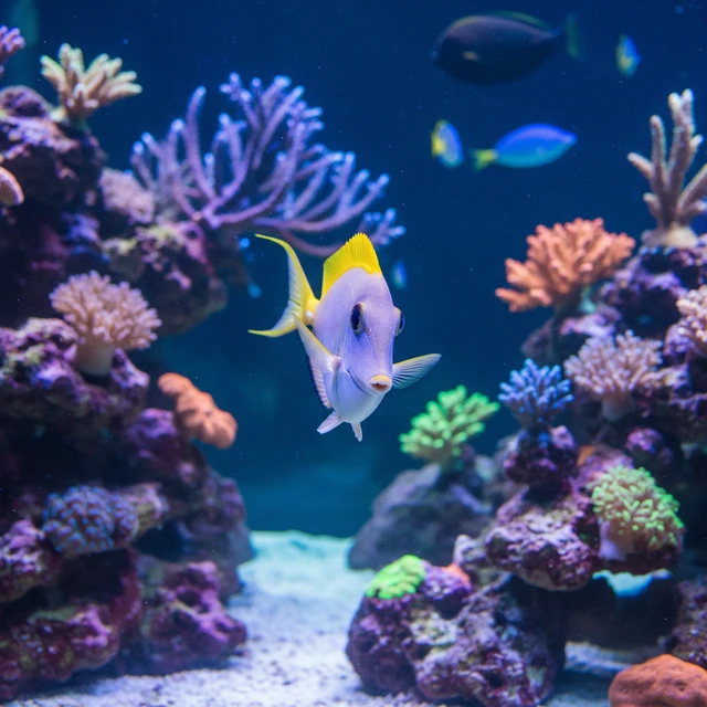 Blonde Naso Tang