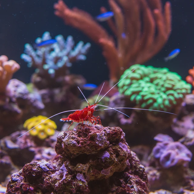Blood Red Fire Shrimp