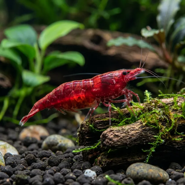 Bloody Mary Shrimp