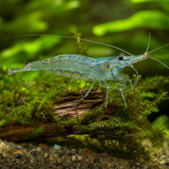 Blue-Speckled Long-rostrum Shrimp