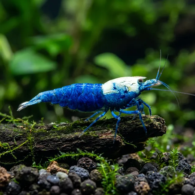 Blue Bolt Shrimp