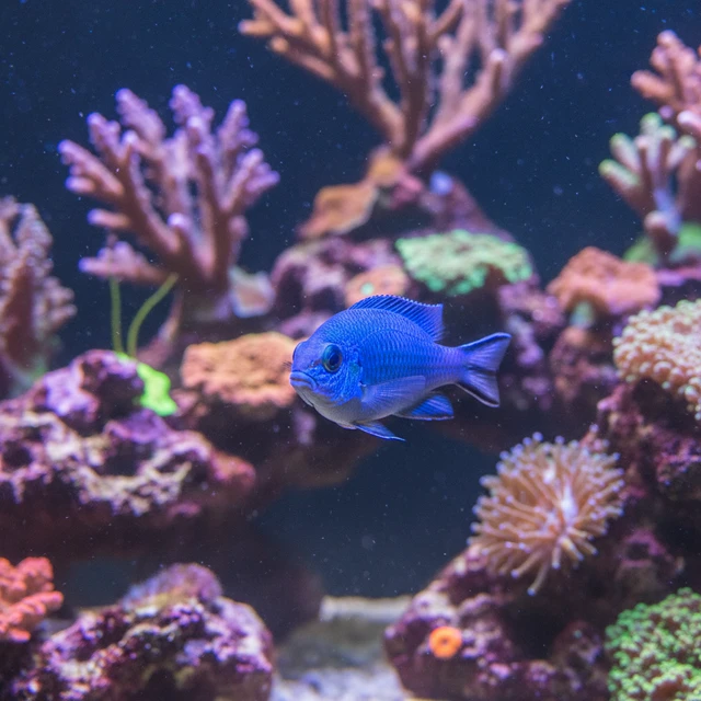 Blue Chromis
