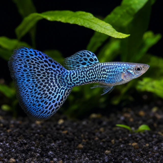 Blue Cobra Guppy
