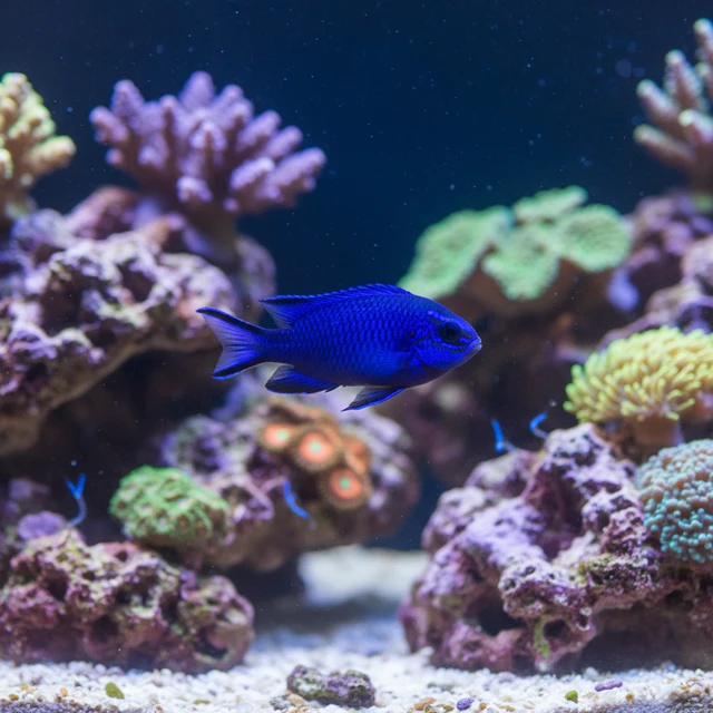 Blue Devil Damselfish