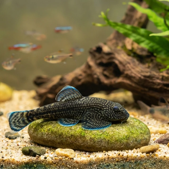 Blue Fin Hillstream Loach