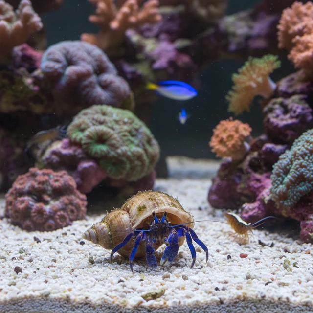 Blue Leg Hermit Crab