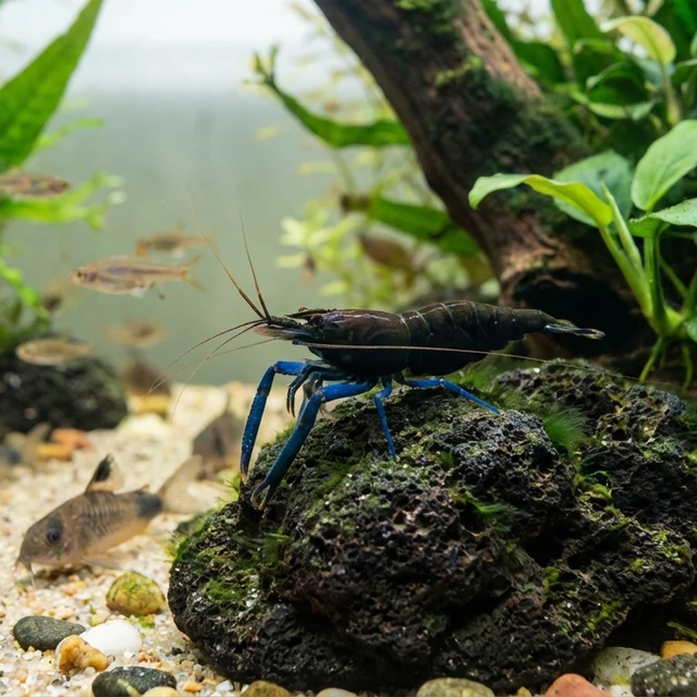 Blue Leg Poso Sulawesi Shrimp