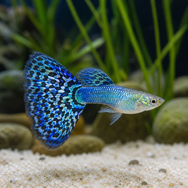 Blue Mosaic Guppy