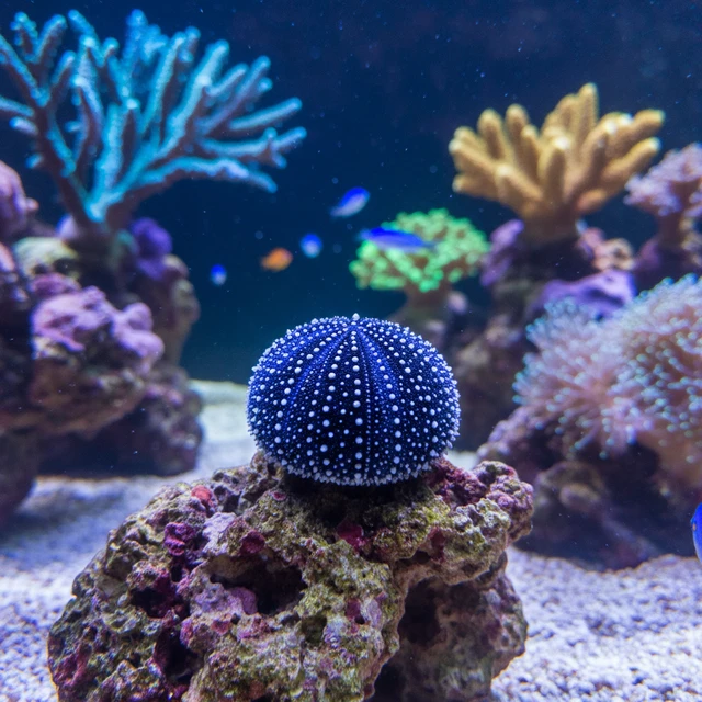 Blue Tuxedo Urchin
