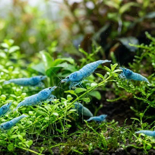 Blue Velvet Shrimp
