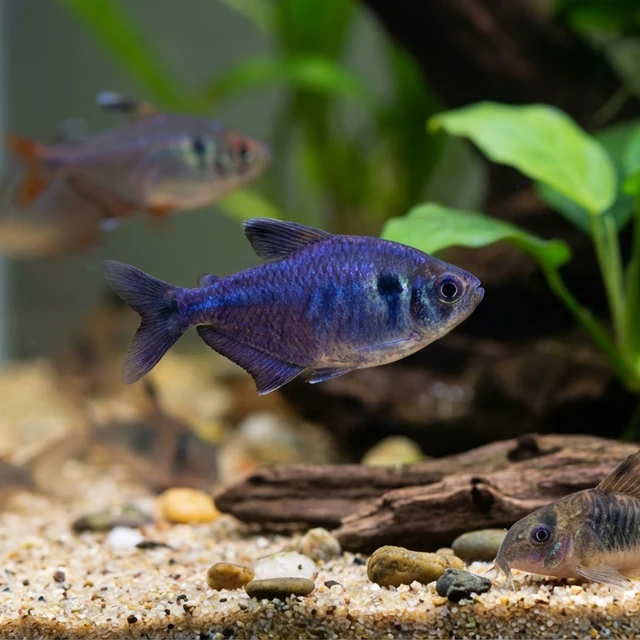 Blueberry Tetra