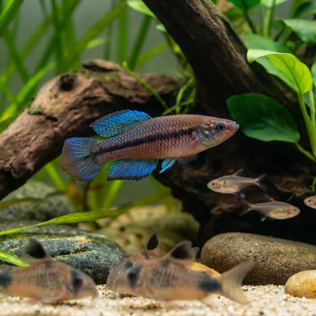 Bluefin Killifish