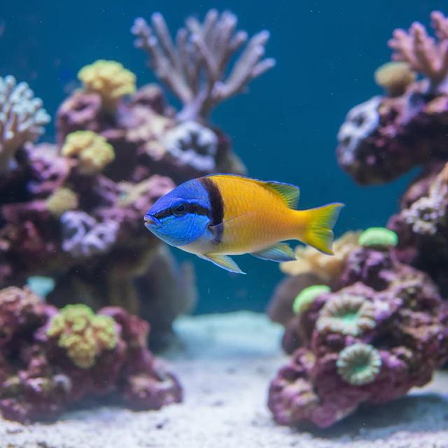 Bluehead Wrasse