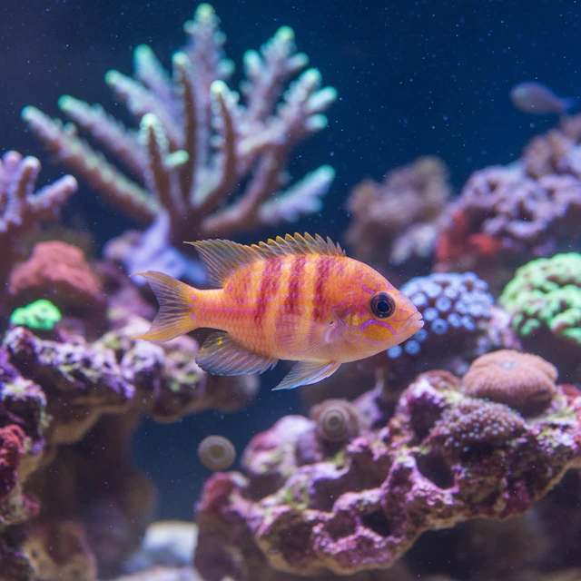Borbonius Anthias