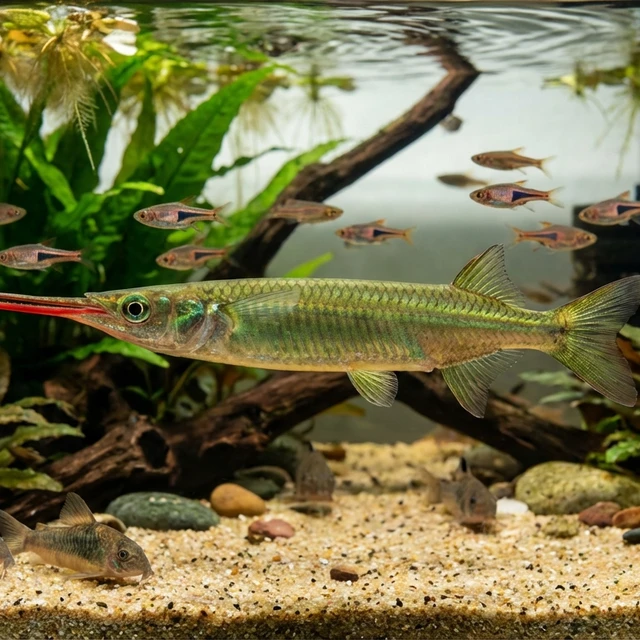 Borneo Redline Halfbeak