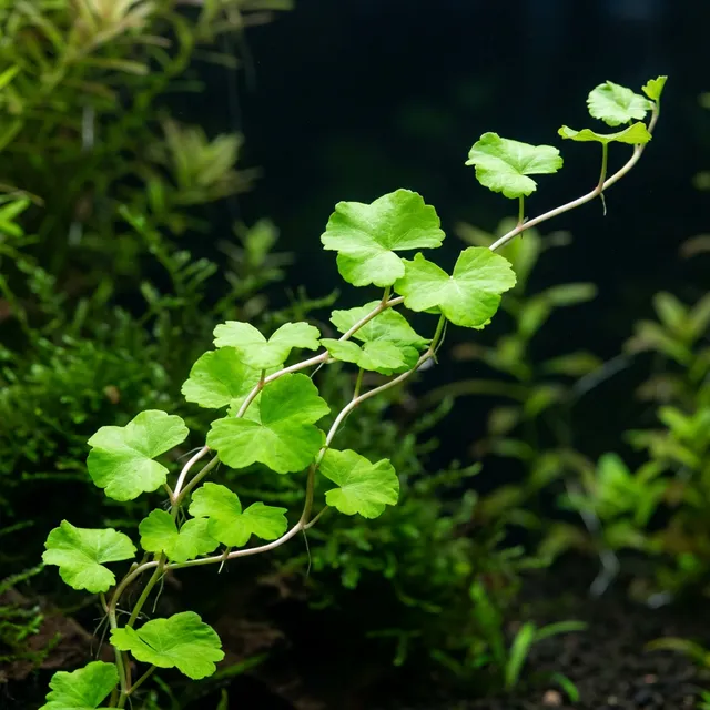 Brazilian Pennywort