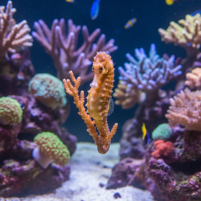 Brazilian Seahorse