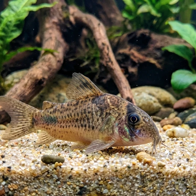 Brevirostris Corydoras