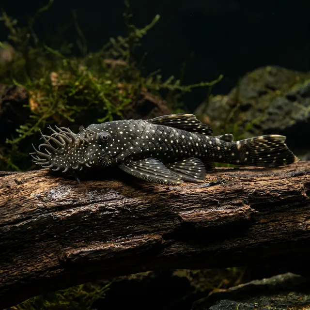 Bristlenose Pleco