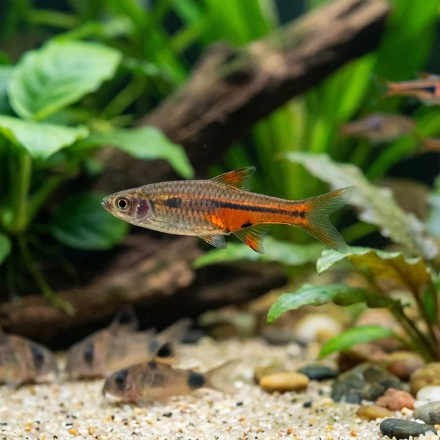 Brittans Rasbora