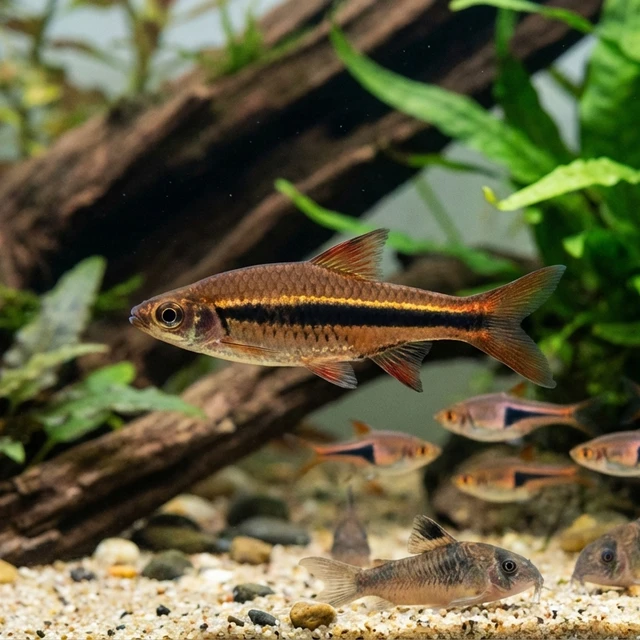 Broad Stripe Rasbora