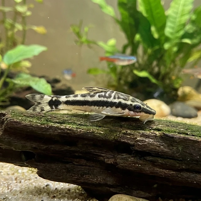 Broad Stripe Zebra Otocinclus