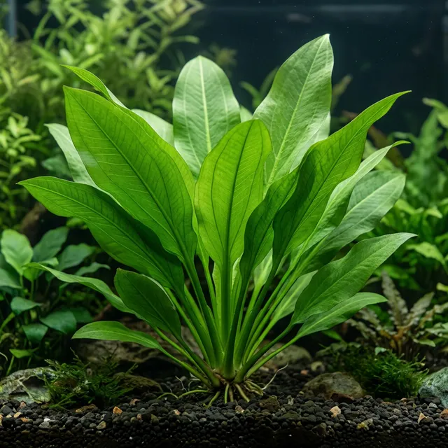 Broadleaf Amazon Sword