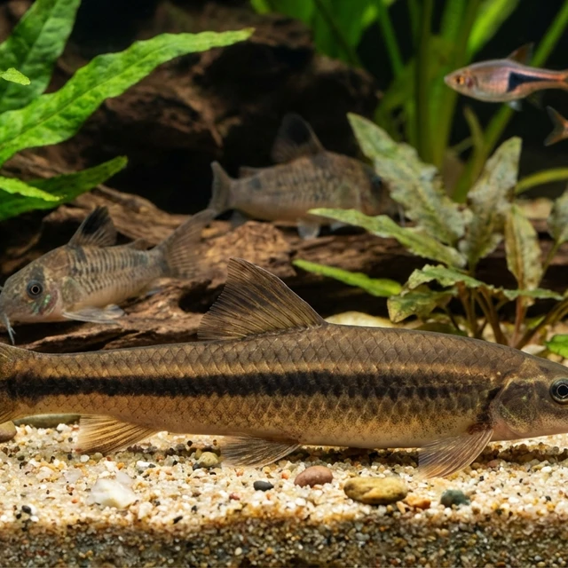 Brown Fork Tail Loach