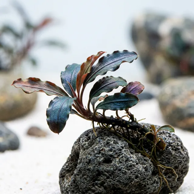 Bucephalandra