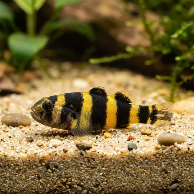 Bumblebee Goby
