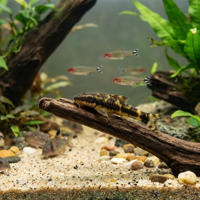 Bumblebee Otocinclus