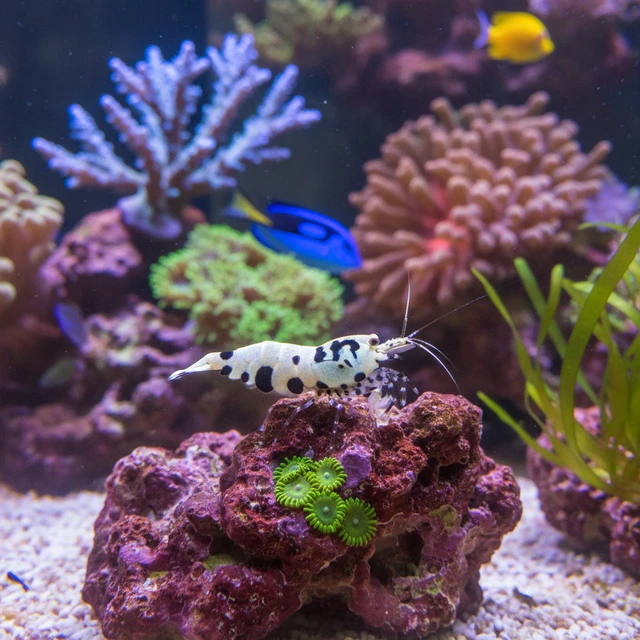 Bumblebee Shrimp