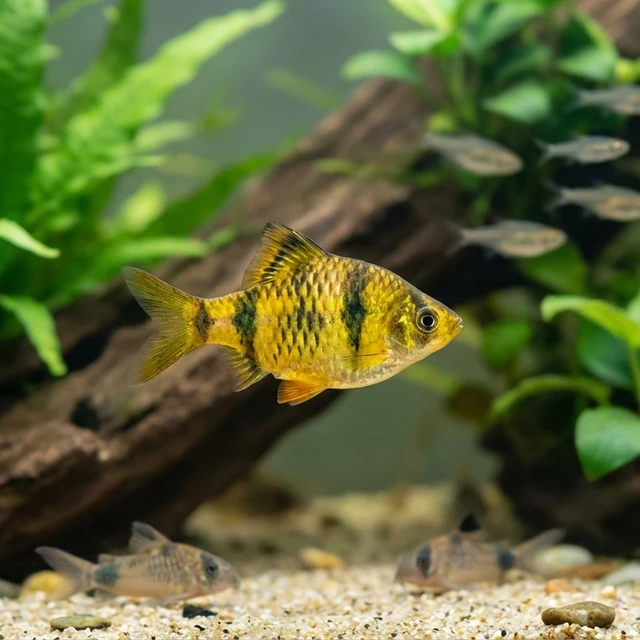 Butterfly Barb