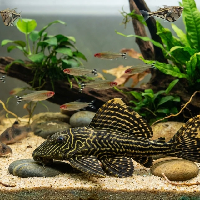 Butterfly Plecostomus L168