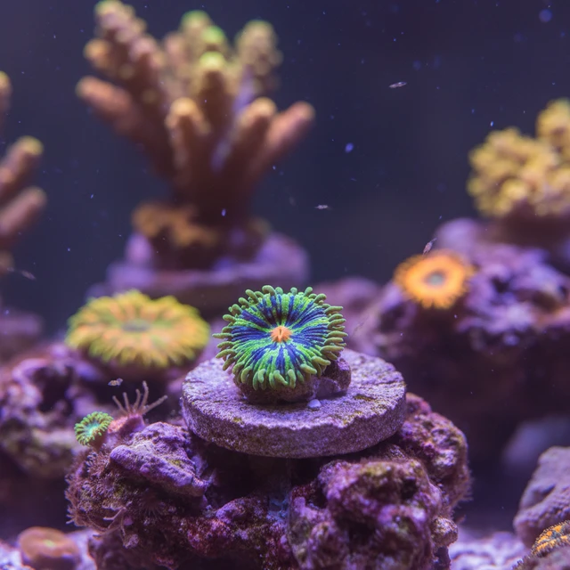 Button Polyps