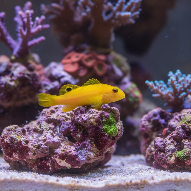 Canary Blenny