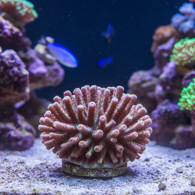 Candy Cane Coral